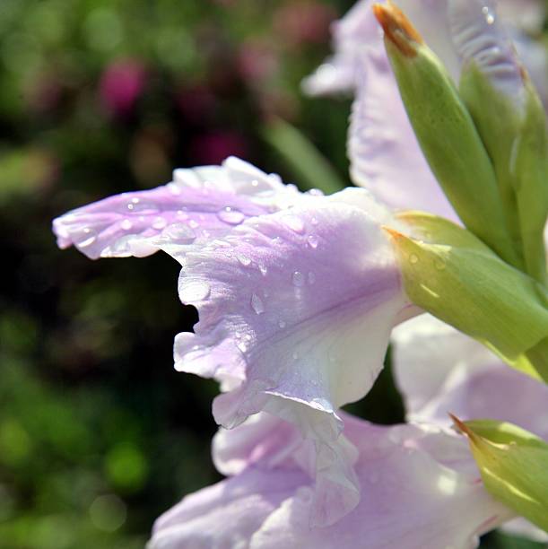 분홍색 검투사에 빗방울. 셀렉트 포커스. - gladiolus single flower flower tropical climate 뉴스 사진 이미지