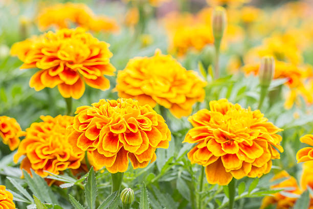 fleurs orange, soucis français. - french marigold photos et images de collection