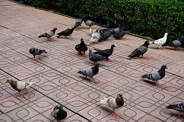 brick floor and bird weep