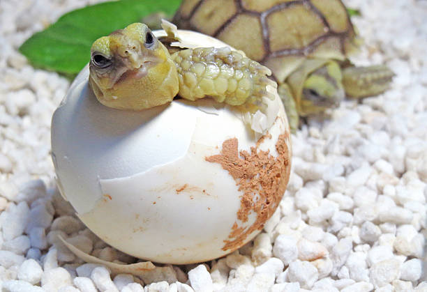 retrato fofo da eclosão de tartarugas bebê (áfrica estimulada tartaruga) - animal egg - fotografias e filmes do acervo