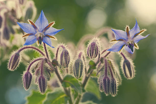 istock Borage flowers close up (Borago officinalis) 635998294
