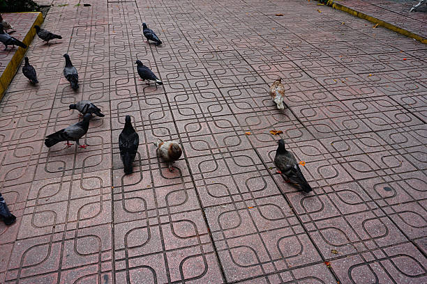 istock brick floor and bird weep 635998354