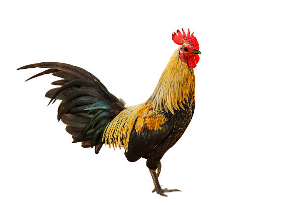 istock rooster isolated on a white background with clipping path. 635999054