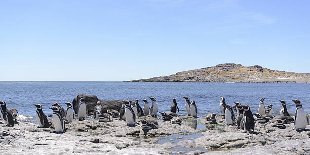 istock Penguin of Magellan 635999436