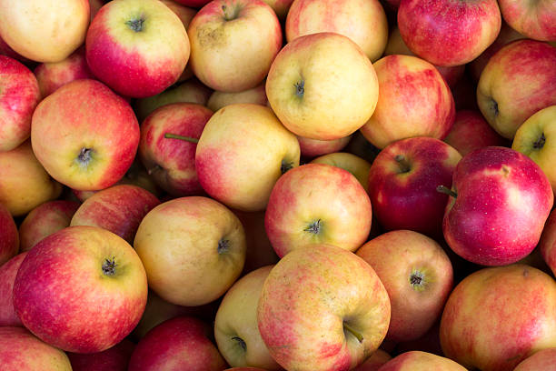istock Bunch of appetizing yellow-red apples at weekly market. 636000314