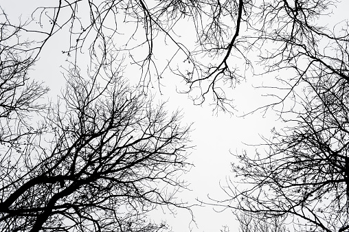 Abstract bare tree branches