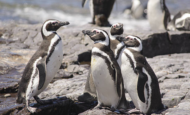 istock Penguin of Magellan 636000456