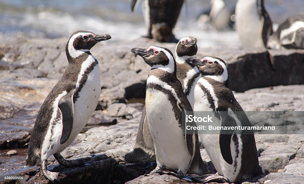 Penguin of Magellan Penguin of Magellan, colony of Puerto Madryn, Patagonia, Argentina. Argentina Stock Photo