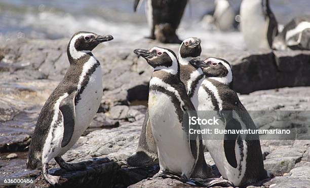 Penguin Of Magellan Stock Photo - Download Image Now - Argentina, Magellan Penguin, Punta Tombo