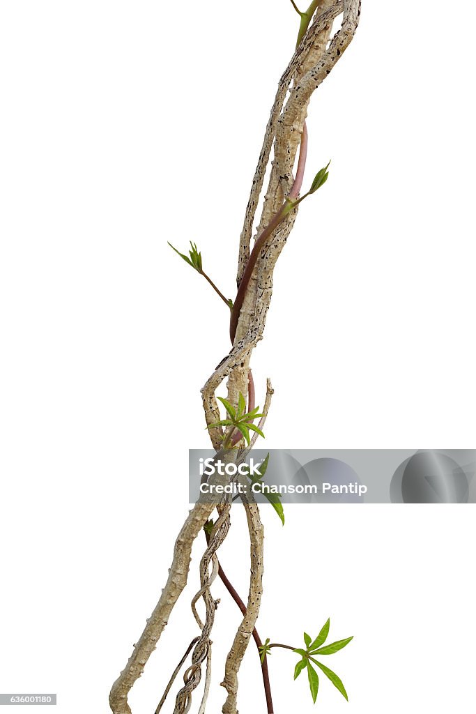 Dried liana plant with wild morning glory vine climbing isolated Dried liana plant with wild morning glory vine climbing isolated on white background, clipping path included. Vine - Plant Stock Photo