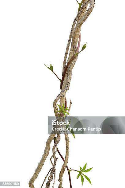 Dried Liana Plant With Wild Morning Glory Vine Climbing Isolated Stock Photo - Download Image Now