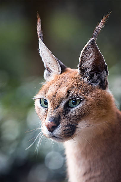 Caracal A portrait from a caracal. caracal photos stock pictures, royalty-free photos & images