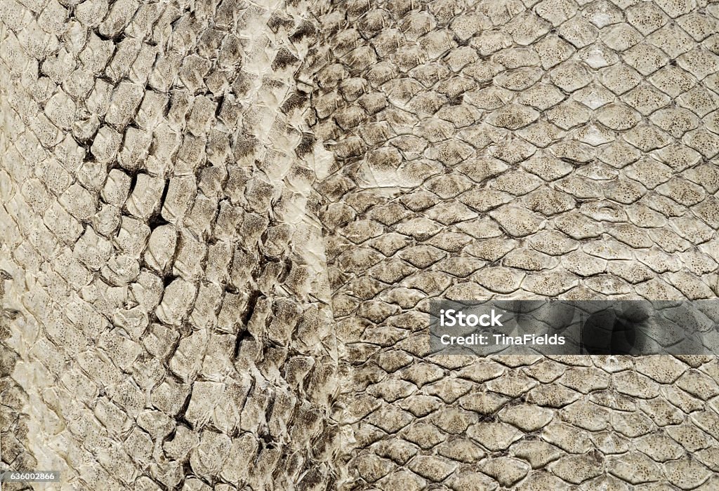 Leather texture Snake leather skin. Abstract Stock Photo