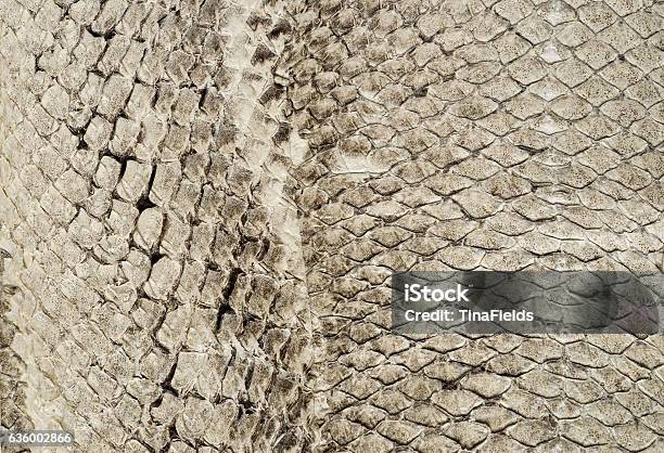 Leather Texture Stock Photo - Download Image Now - Abstract, Animal Body Part, Animal Markings