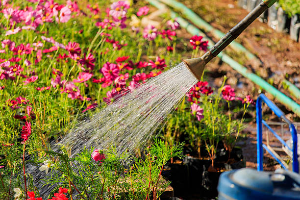 istock watering flowers in garden 636004560
