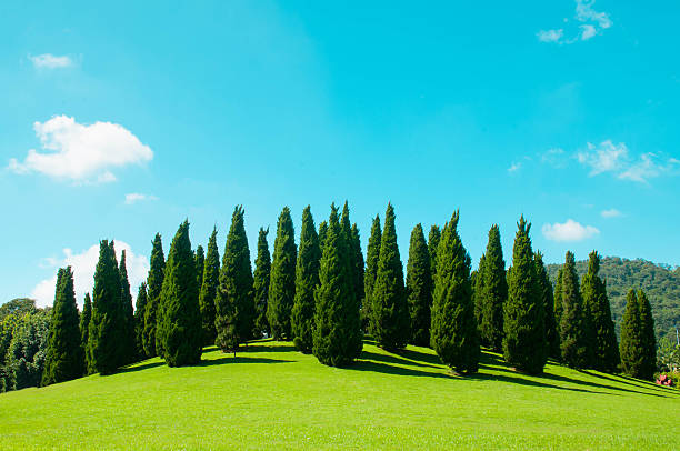 istock Beautiful landscape with green pine tree 636004978