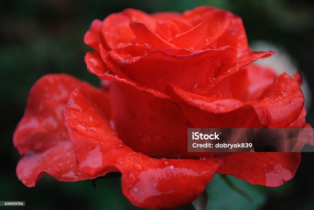Rose Beida Red Rose Isolated Stock Photo - Download Image Now - Anniversary ...