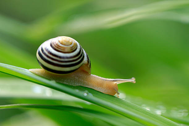 istock Garden ribbon snail 636005540
