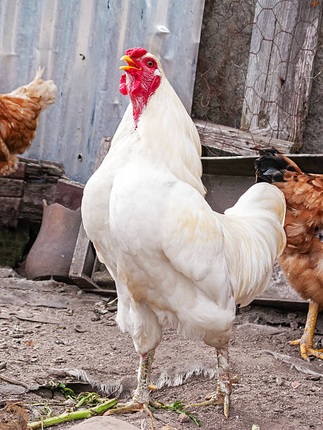 istock White rooster, cock, chicken or hen crowing, cackling or clucking 636005776