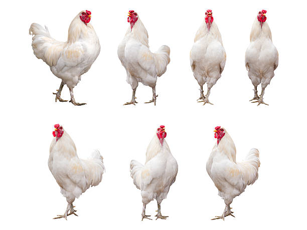 coq blanc, coq ou poulet isolé sur fond blanc - coquelet photos et images de collection