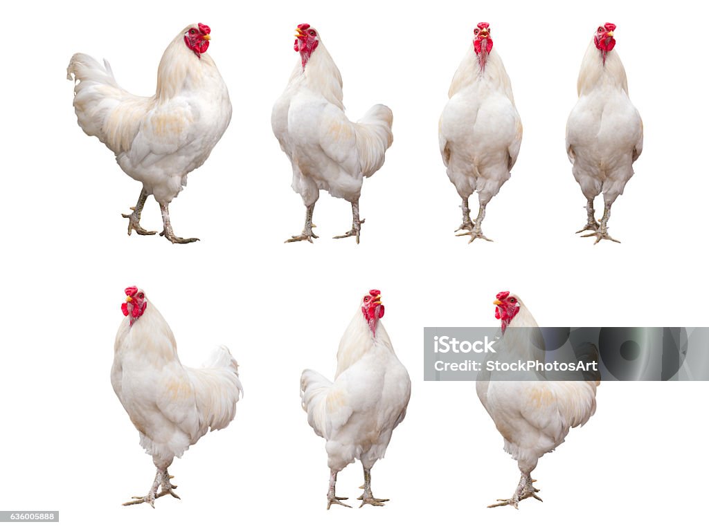 Gallo Bianco, Gallo o Pollo isolati su sfondo bianco - Foto stock royalty-free di Pollo