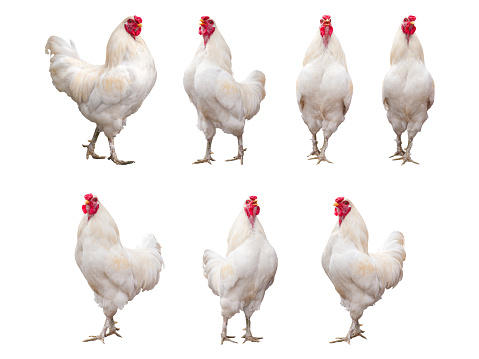 White Rooster, Cock or Chicken isolated on a white background collection, pack or set.