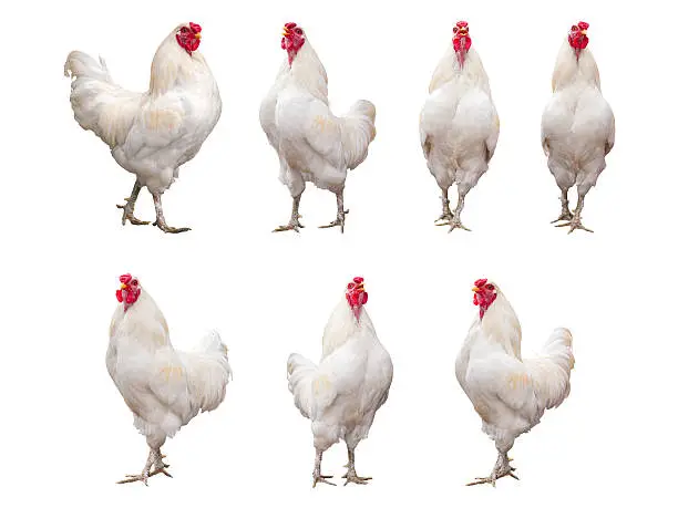 Photo of White Rooster, Cock or Chicken isolated on a white background