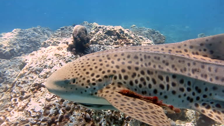 Zebra Leopard Shark (Stegostoma fasciatum) swimming.  This shark has a Remora (Echeneidae) attached.  Having recently been re-classified as an Endangered Species on the Red list by the IUCN, these graceful creatures are becoming a rare sight in the wild.