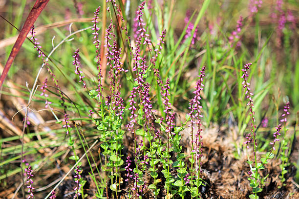 istock Common Salomonia at Thung Non Son 636008748