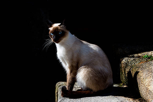 istock Siamese blue-eyed cat resting in the sun 636008950
