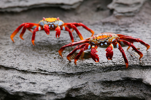 Sally lightfoot crab (Grapsus grapsus) on Santiago Island in Galapagos National Park, Ecuador