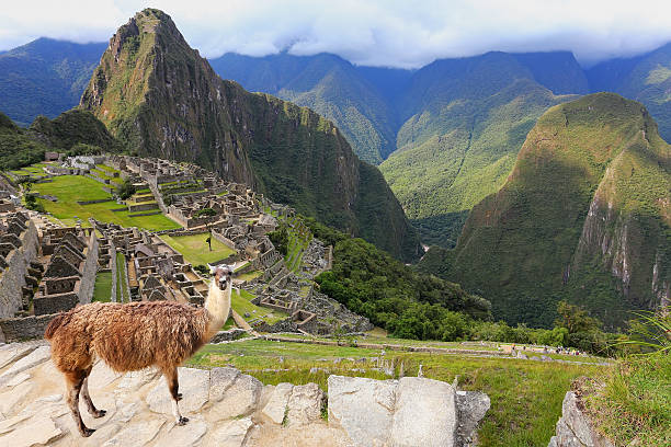 istock Llama standing at Machu Picchu overlook in Peru 636009406