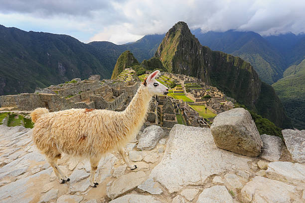istock Llama standing at Machu Picchu overlook in Peru 636009544