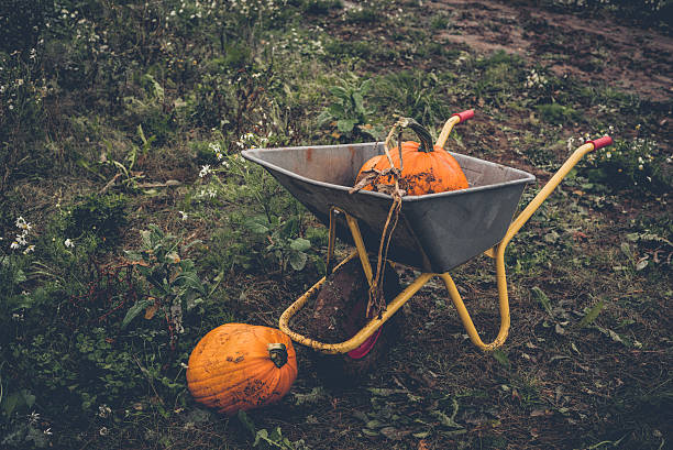 istock Pumkin harvest with a wheelbarrow 636010020