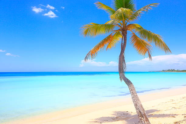 istock Tropical paradise: idyllic secluded sand turquoise beach, green palm tree 636011608