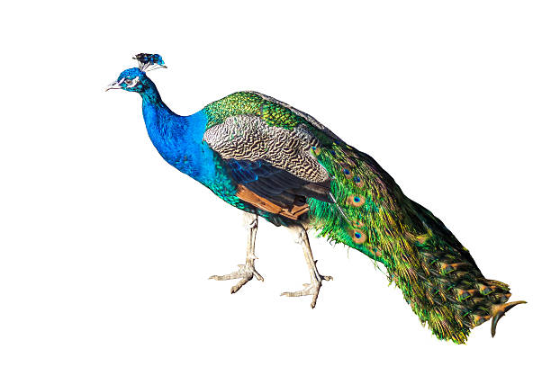 istock Beautiful Peacock Isolated On White Background 636012888