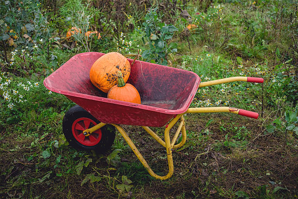istock Pumpkins in a red wheelbarrow 636013108