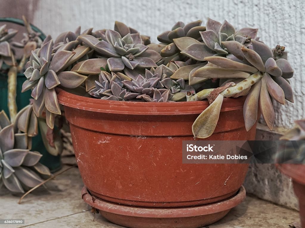 Potted Succulent Creeping Plant Hens and Chicks Creeper Plant Stock Photo