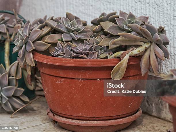 Potted Succulent Creeping Plant Hens And Chicks Stock Photo - Download Image Now - Creeper Plant, Horizontal, Houseplant