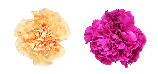 istock Flower head of carnation 636018846