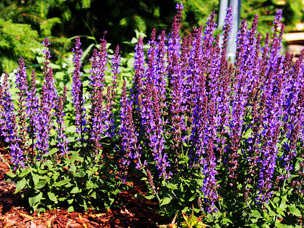 istock Woodland sage, Balcan clary 636019112