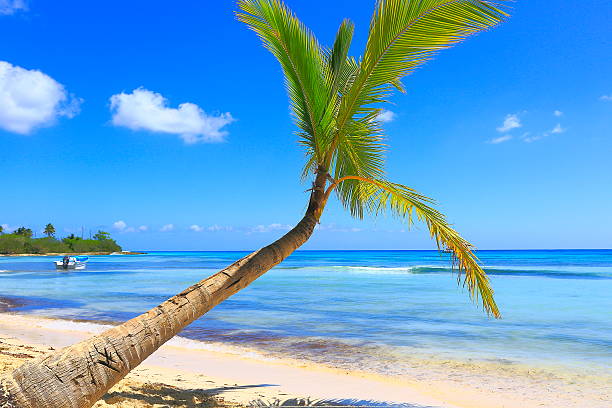 istock Tropical paradise: Secluded turquoise beach, boat ship, lonely palm tree 636019166