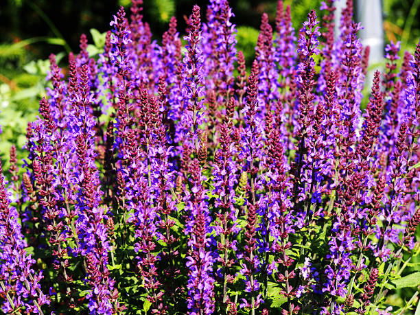 istock Woodland sage, Balcan clary 636019184
