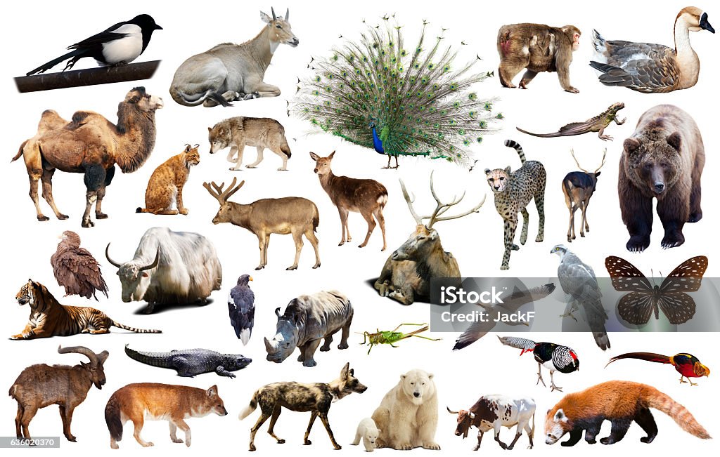 Asia Animals Isolated Stock Photo - Download Image Now - White Background,  Cut Out, Gazelle - iStock