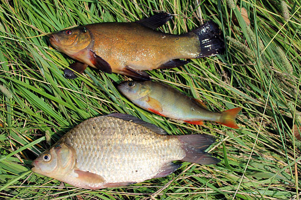 istock caught fishes tench, perch and crucian 636021888
