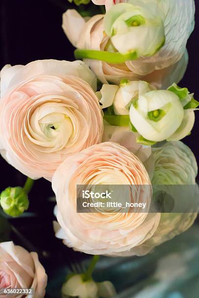 Pastel Colored Ranunkulus Flowers Stock Photo - Download Image Now - Ranunculus, Buttercup Family, Close-up