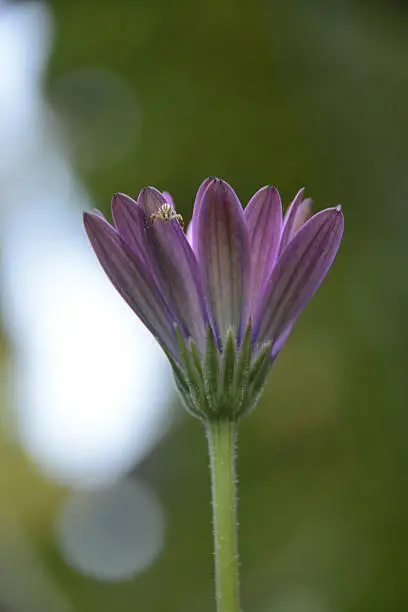 Photo of Crab spider on pink flower