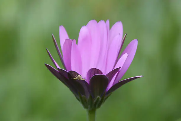 Photo of Crab spider hanging from purple flower