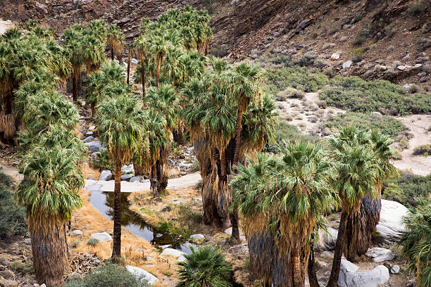 istock Indian Canyon in Palm Springs 636026570