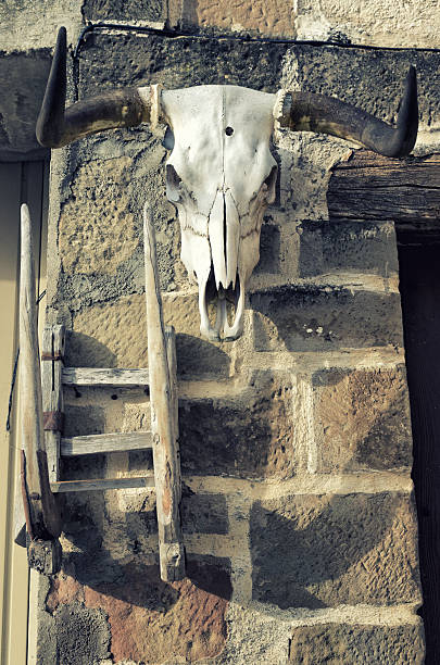 istock Buffalo skull on old brick wall background. Bull white scull. 636026638